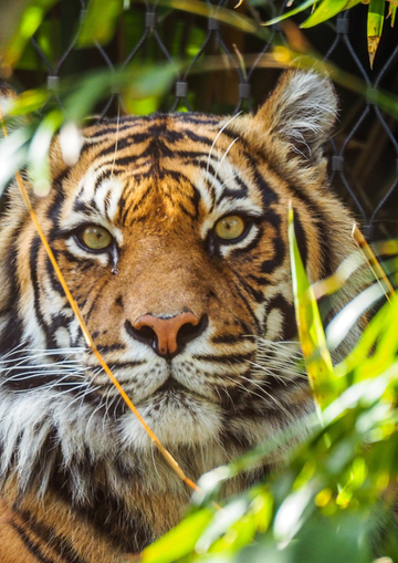 Paws, Prints, and Little Feet: Our New Animal Collection is Here