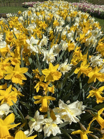 The Joys of Spring